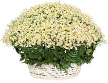 Цветочная композиция из Ромашки в корзине #REPLACE_PRED# Сонино